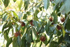 Hydnocarpus pentandrus